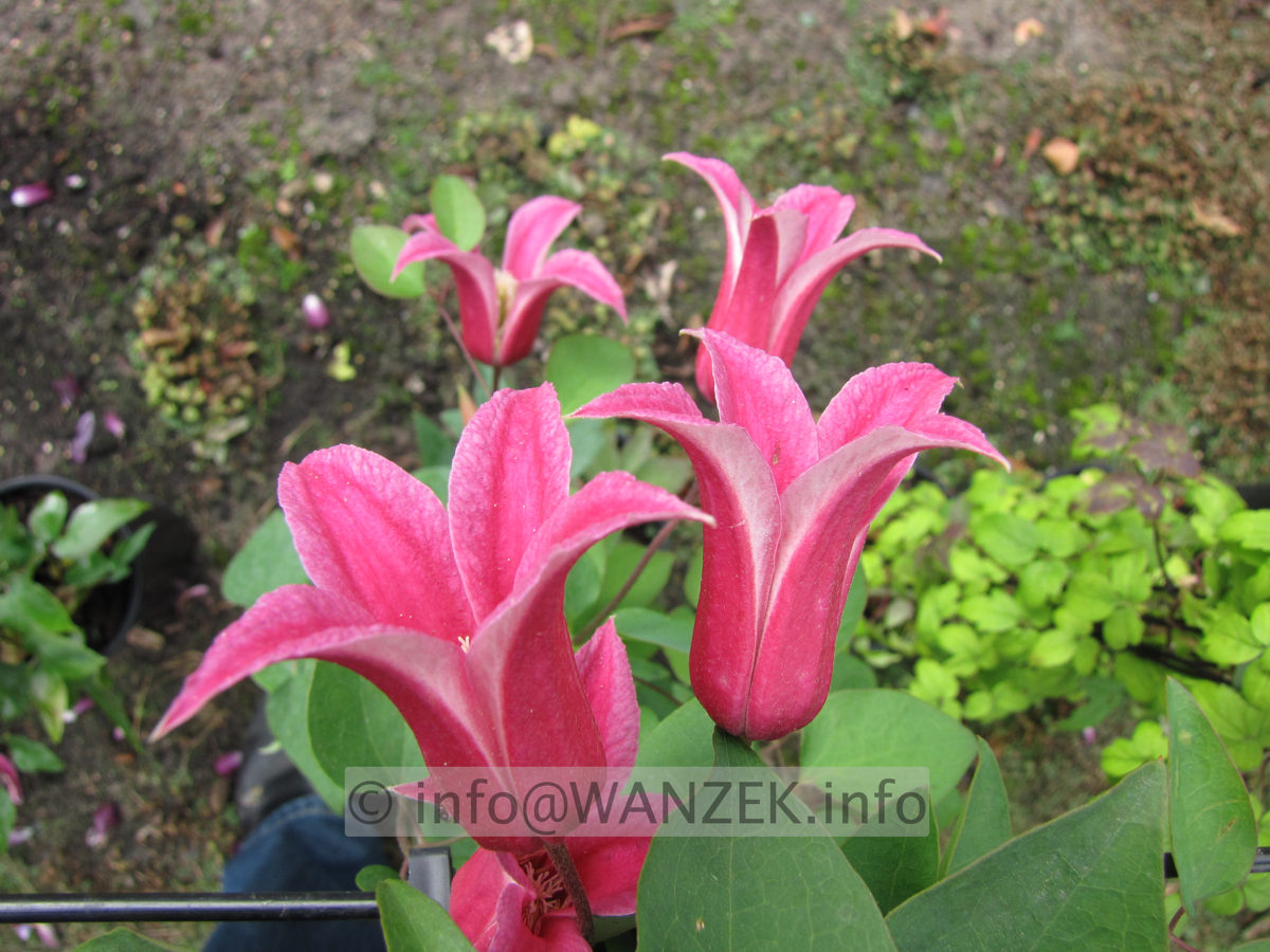 Clematis texensis Princess Diana - halboffen.JPG